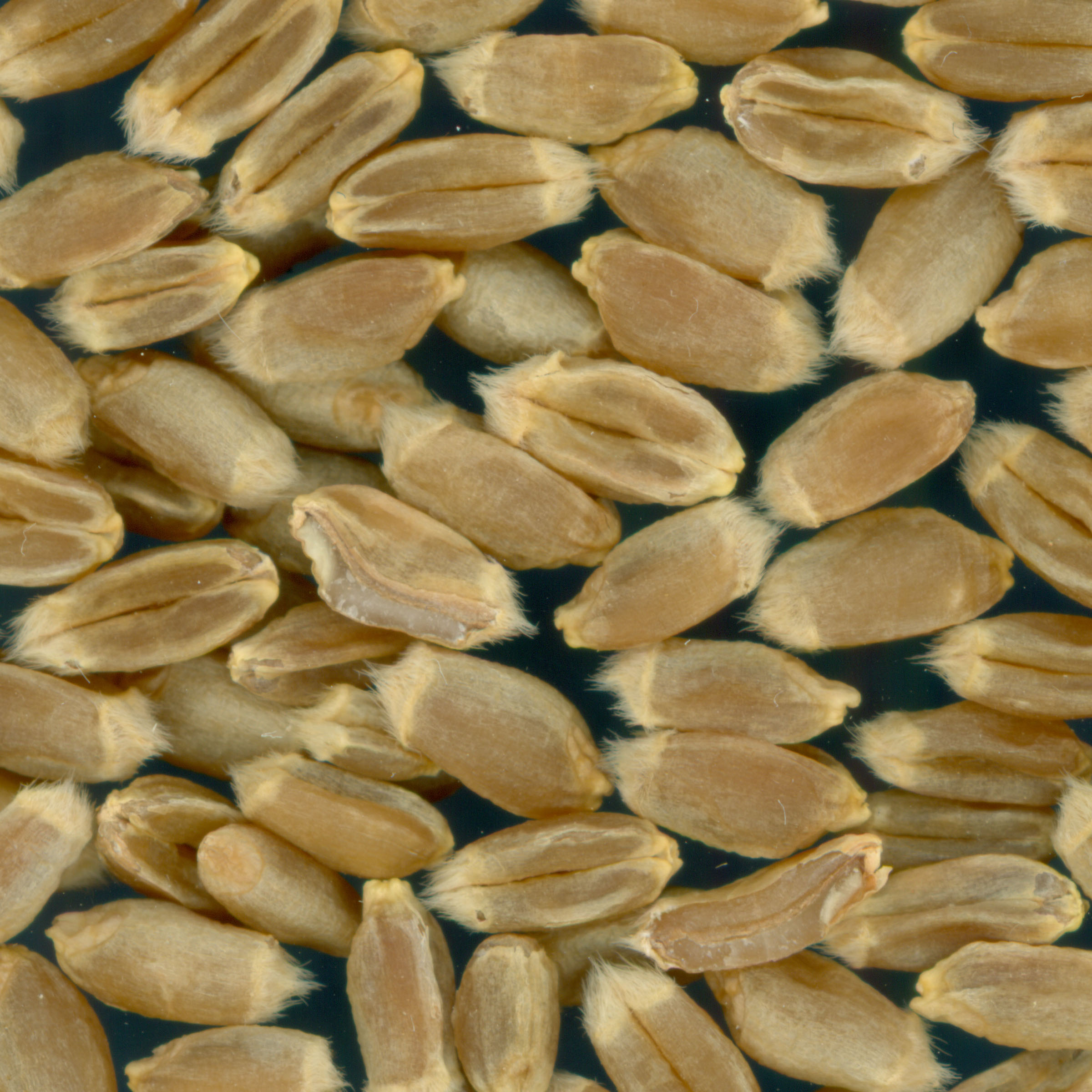 KERNELS